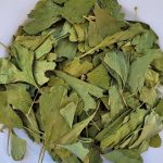 ginkgo-biloba