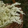 recette-limonade-sureau-fleurs-bio