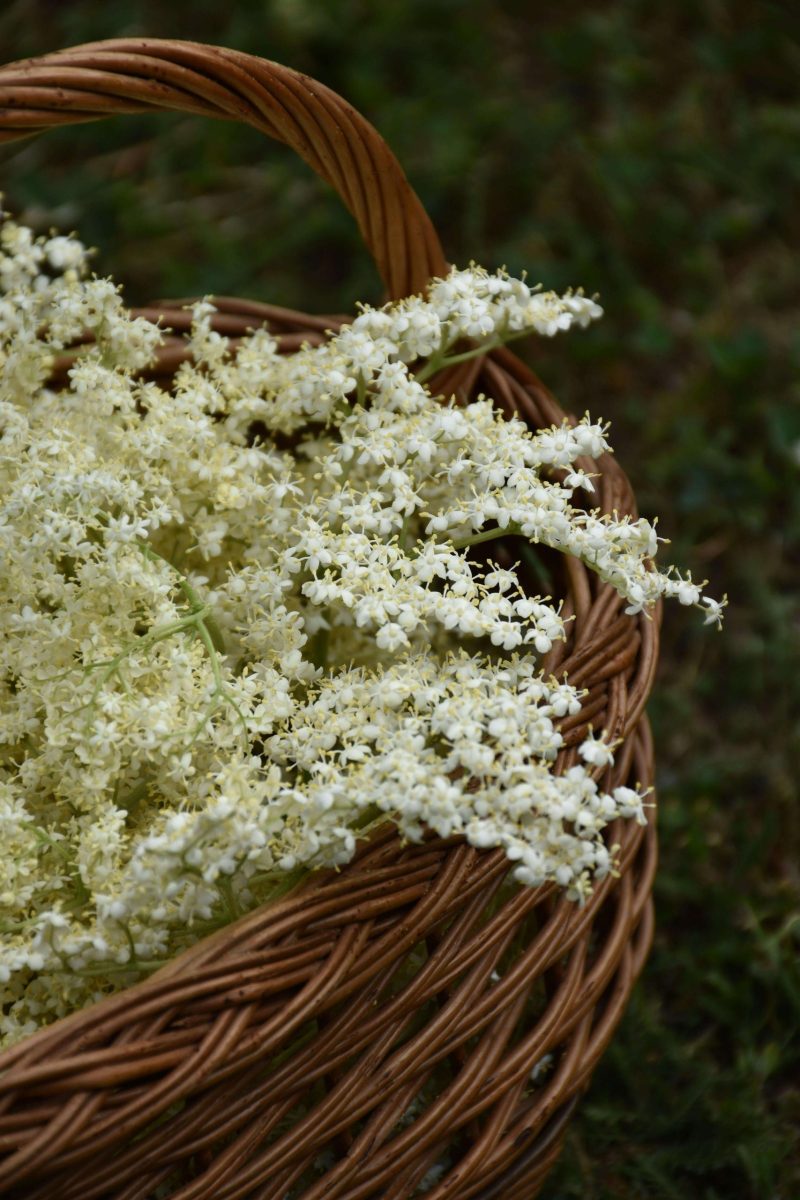 recette-limonade-sureau-fleurs-bio