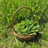 plantain-allergie-remede